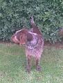 Clicca sull'immagine per ingrandirla. 

Nome:   OLIVER.jpg 
Visite: 563 
Dimensione: 56.7 KB 
ID: 2193733