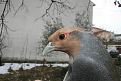 Clicca sull'immagine per ingrandirla.&nbsp;

Nome:   starna3 faccia.jpg&nbsp;
Visite: 402&nbsp;
Dimensione: 46.7 KB&nbsp;
ID: 2194632