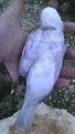 Clicca sull'immagine per ingrandirla.&nbsp;

Nome:   IMG-20141112-WA0003.jpg&nbsp;
Visite: 370&nbsp;
Dimensione: 22.2 KB&nbsp;
ID: 2201927