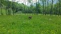 Clicca sull'immagine per ingrandirla. 

Nome:   IMG-20170529-WA0010.jpg 
Visite: 452 
Dimensione: 57.9 KB 
ID: 2205633