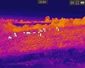 Clicca sull'immagine per ingrandirla. 

Nome:   Cinghiale26.jpg 
Visite: 487 
Dimensione: 78.6 KB 
ID: 2412484