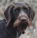 Clicca sull'immagine per ingrandirla. 

Nome:   suky2.jpg 
Visite: 307 
Dimensione: 89.0 KB 
ID: 2441884