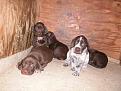 Cucciolata 2005 da Ch.it lav FalcoxLilly