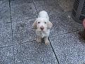 Ares, cucciolo perplesso