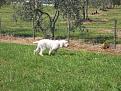 Ares in ferma su quaglie a cinque mesi