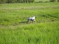 Birba
