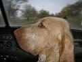 leo in auto