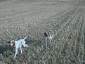 Tosca ed Eva a quaglie