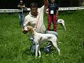 expo Oliver speciale Pointer Castion veronese
2 Ecc. giovani maschi