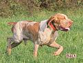 Bach, ottimo cacciatore con ferma, consenso e riporto naturale. Carattere esuberante e cane da carniere.