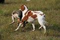Lepre e breton