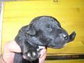 cuccioli Patterdale Terrier 10 giorni di vita