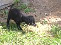 cuccioli a 40 giorni