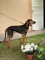 Spillo