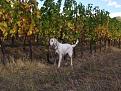 peggy in ferma