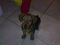 musetto adorabile...