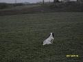 ziva in ferma sulla costina in fondo e la juba in consenso