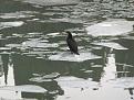 cormorano