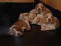 cuccioli2