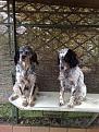 i miei cani,Mina e Bella