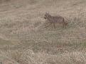 Canis lupus...?  Se non lo e', ci assomiglia parecchio pero'...