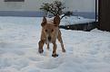 luna versione“dumbo”