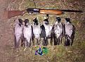 Browning B-80 e cornacchie