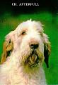 AFTERFULL di Valpotenza
Ch I Int Eur NL  ( Ch Full x Ira di Valpotenza )
Expo ...  10 cac - 8 cacib in 4 paesi
Prove ... 5 ecc, 2 mb, 3 cqn
Padre di oltre 20 campioni in Italia, Europa Cont, UK e USA