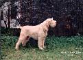 Epithelium BICE   Ch I Int Eur
( Dorazio x Lara )