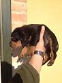 cucciolo