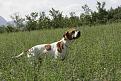 Pointer