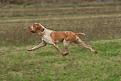 bracco italiano3