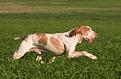 bracco italiano2