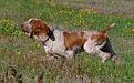 bracco italiano
