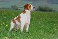 epagneul breton (2) 001