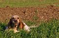 setter (3)