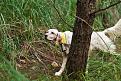 setter (4)
