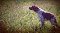 7/05/2016

CROCKY  BRETON DI 11 MESI IN FERMA SU QUAGLIA.
